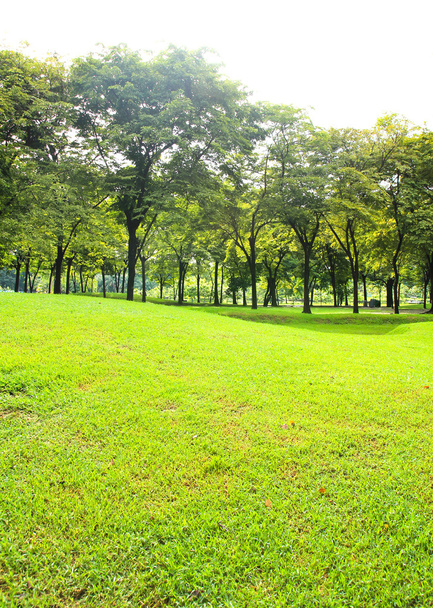 Parque verde de la ciudad
 - Foto, imagen