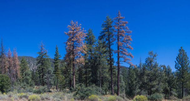 Kiefernwald in den kalifornischen Bergen - Foto, Bild