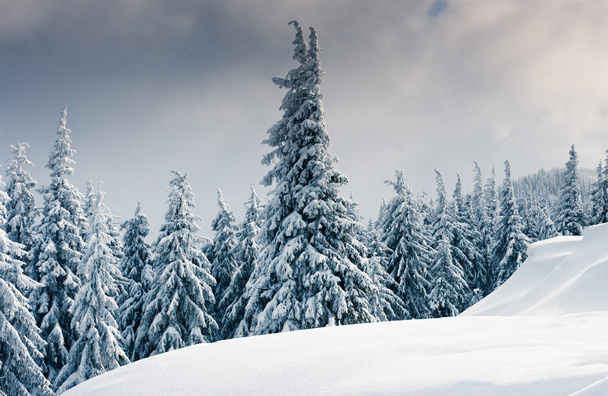winter trees - Foto, Imagem