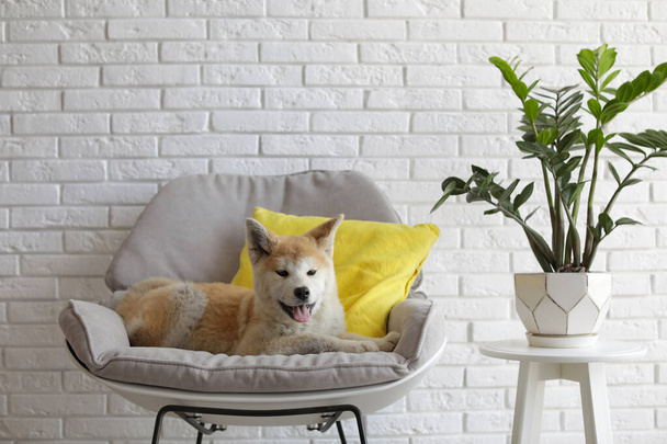 Cute Akita Inu dog on armchair in room with houseplants - Fotó, kép