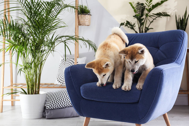 Cute Akita Inu dogs on armchair in room with houseplants - Φωτογραφία, εικόνα