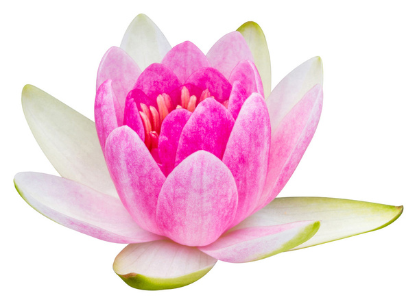 Water lily or lotus flower - Foto, Imagem
