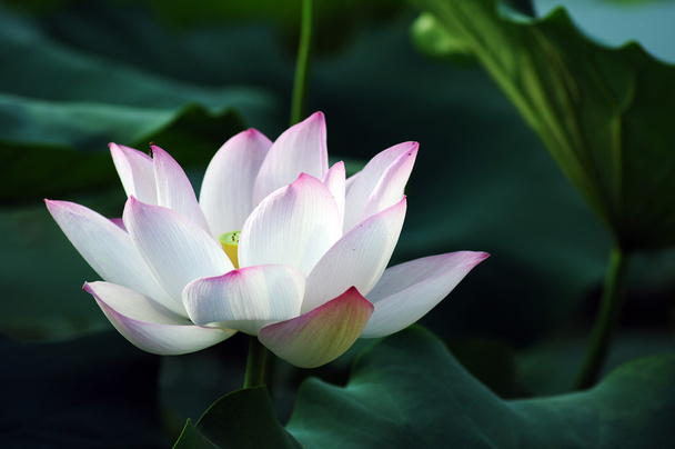 Flor de loto y planta
 - Foto, imagen