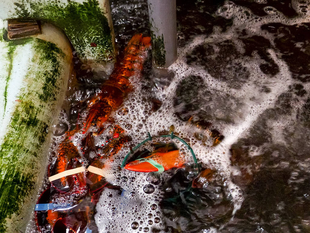 nagy homár a gazdaság tartály egy kiskereskedő Portland, Maine - Fotó, kép