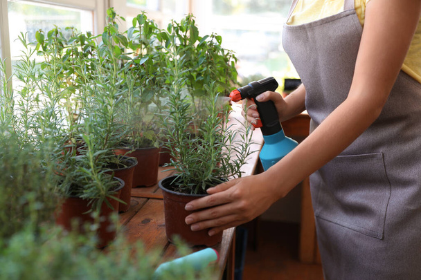 Young woman sprinkling home plants at wooden table indoors, closeup - 写真・画像