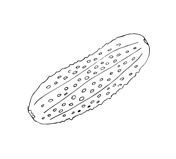 vector black and white hand drawn cucumber. isolated on a background. - Vektor, Bild