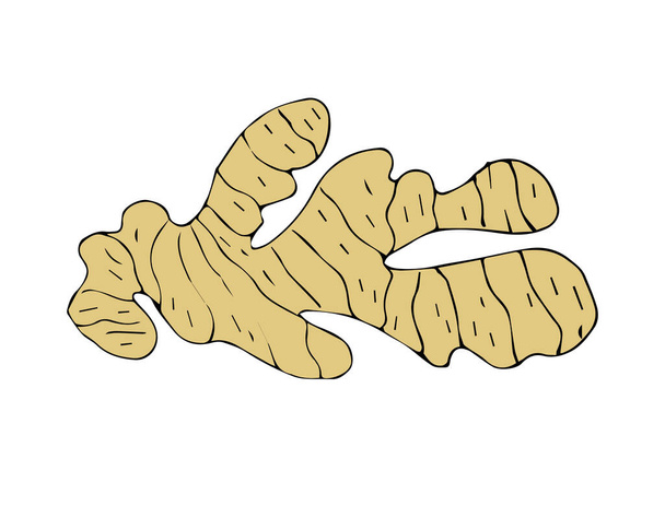 Vector hand drawn sketch colored ginger root isolated on white background - Вектор, зображення