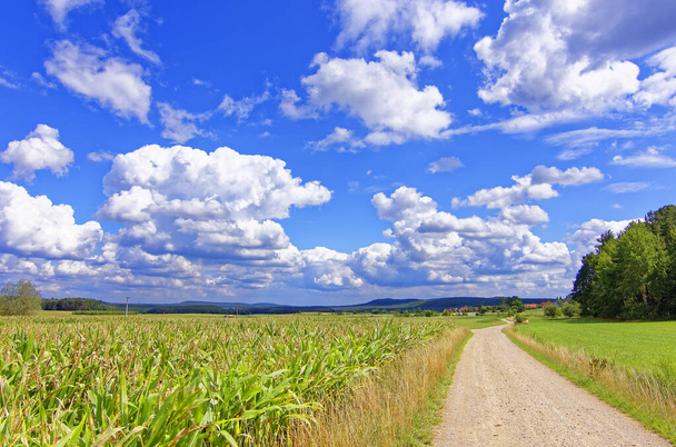 Beautiful sky with clouds over field near forest - Фото, изображение