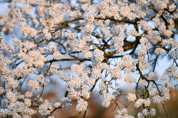 春の始まりだ開花樹。晴れた日に緑の公園の背景に春の時間にアプリコットを開花させます。枝の上の小石の開口部。白い花、熱の発生、警官 - 写真・画像