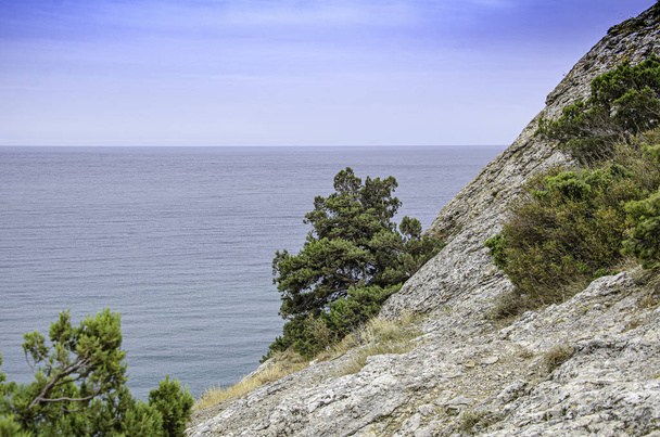 Ορεινό κωνοφόρο φυτό, ένα δέντρο πάνω σε βράχο στο φόντο του θαλάσσιου ορίζοντα. - Φωτογραφία, εικόνα