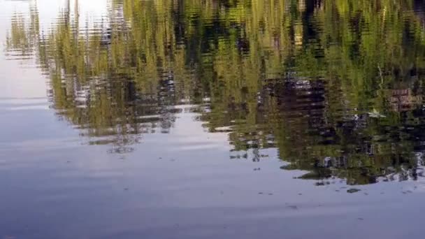 Отражения деревьев в озере - Кадры, видео