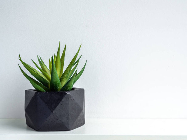 Planteur moderne en béton géométrique noir avec vert succulent pla
 - Photo, image