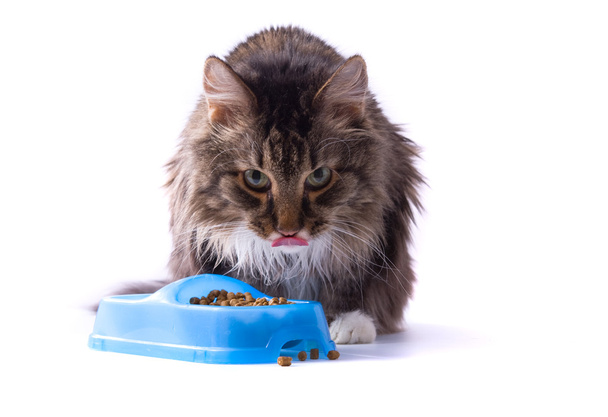 kat is het eten van voedsel voor huisdieren - Foto, afbeelding
