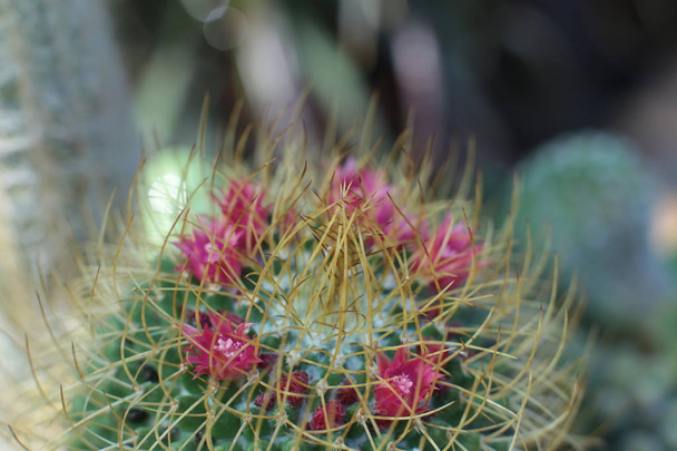 plant floral beauty of flowers with thorns beautiful cacti macro view of flowers - Photo, Image