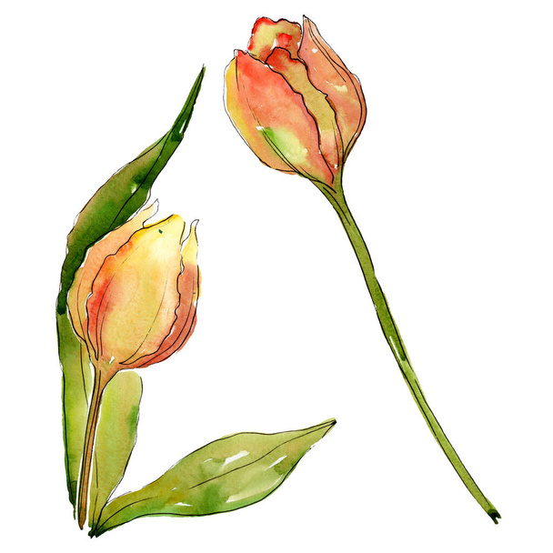 Tulipán virágos botanikus virágok. Akvarell háttér illusztráció meg. Izolált tulipánok illusztrációs elem. - Fotó, kép