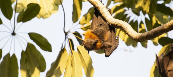 Flying Fox Bat - Foto, Bild