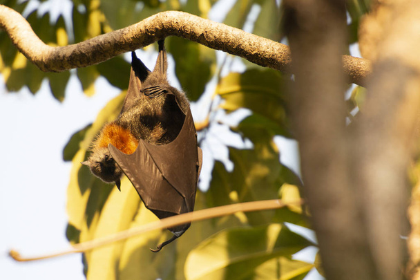 Flying Fox Bat - 写真・画像