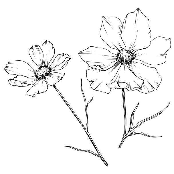 Vector Cosmos floral botanical flowers. Black and white engraved ink art. Isolated cosmea illustration element. - Vector, Image