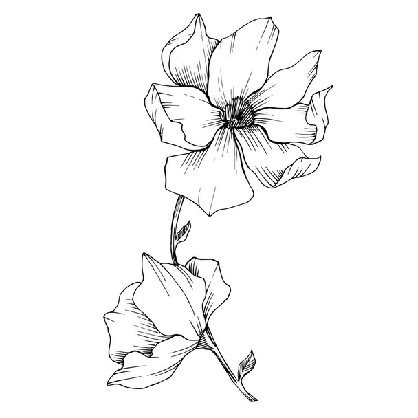 Wektor Magnolia kwiatowe kwiaty botaniczne. Czarno-biała grawerowana sztuka tuszu. Izolowany element ilustracji magnolii. - Wektor, obraz