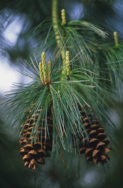 Primer plano de Pinus Ayacahuite con conos
 - Foto, Imagen