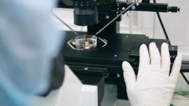 Microscope is being regulated during research. IVF, in vitro fertilisation process held in lab. - Πλάνα, βίντεο