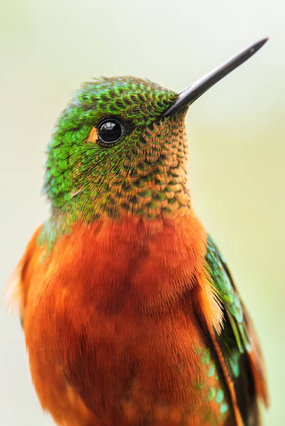Couronnette à poitrine de châtaignier - Boissonneaua matthewsii, beau colibri coloré des versants andins d'Amérique du Sud, San Isidro, Équateur
. - Photo, image