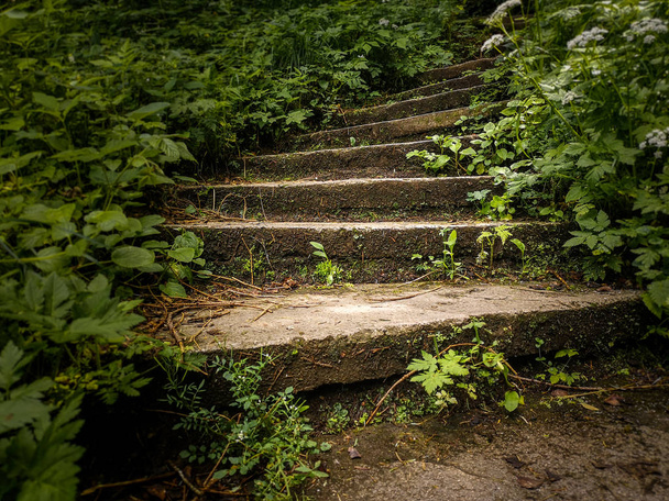 Leere verlassene Steintreppe in einem dichten Wald. - Foto, Bild