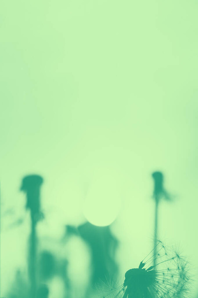 Pastel green photo of defocused dandelions. Vertical background. Duotone green - Foto, imagen