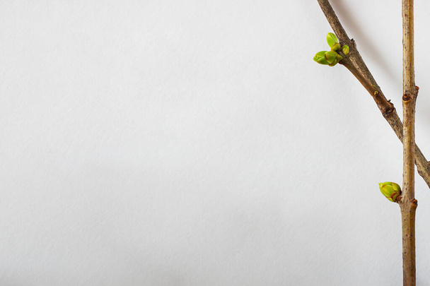 Early spring flowering green tree branch isolated on white. Early spring concept. Decoration of postal, visiting-card, paper for a letter, etc. - Valokuva, kuva
