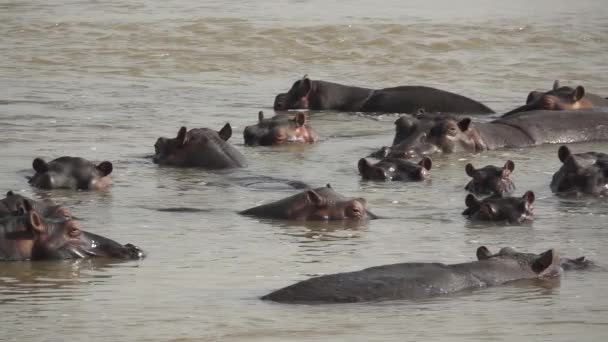 Orejas giratorias hipopótamos en cámara súper lenta
 - Metraje, vídeo