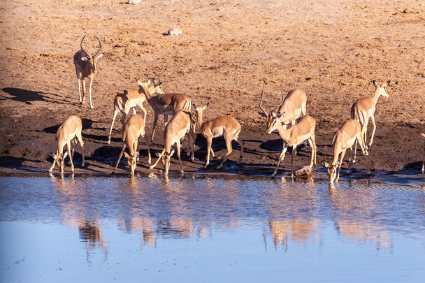 Impalas iszik vízlyuk - Fotó, kép