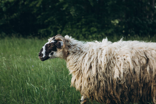 Вівця в русі на лузі
 - Фото, зображення