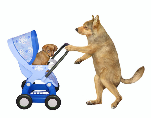 Hund schiebt blauen Kinderwagen mit Welpe - Foto, Bild