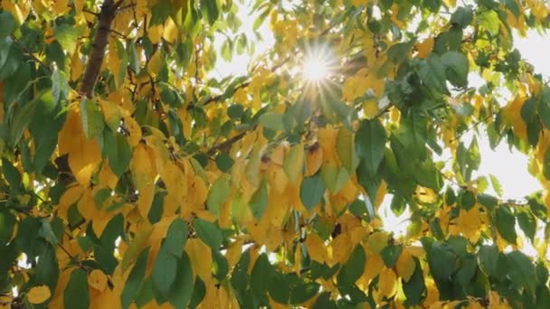Green and yellow leaves in autumn, sunrays - Footage, Video