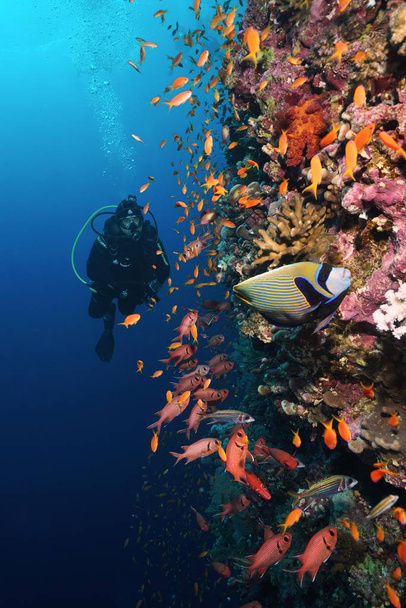                                Elphinstone Reef - Read Sea - Eygpt - Fotografie, Obrázek
