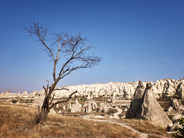Dead tree at the Rock Site of Cappadocia. - Foto, imagen