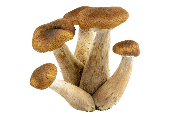 Armillaria - Медовый грибок, выделенный на белом. Едят дикие лесные грибы, очень вкусно
. - Фото, изображение