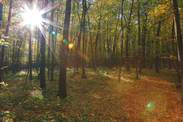 Осінній зелений ліс в ясний сонячний день
 - Фото, зображення