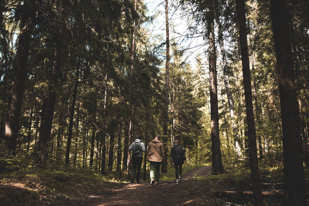 мандрівники друзі ходять в сосновому лісі, люди досліджують природу
 - Фото, зображення
