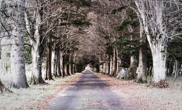 Stunning and spooky tree tunnel leading to a mansion in the wood - Photo, Image
