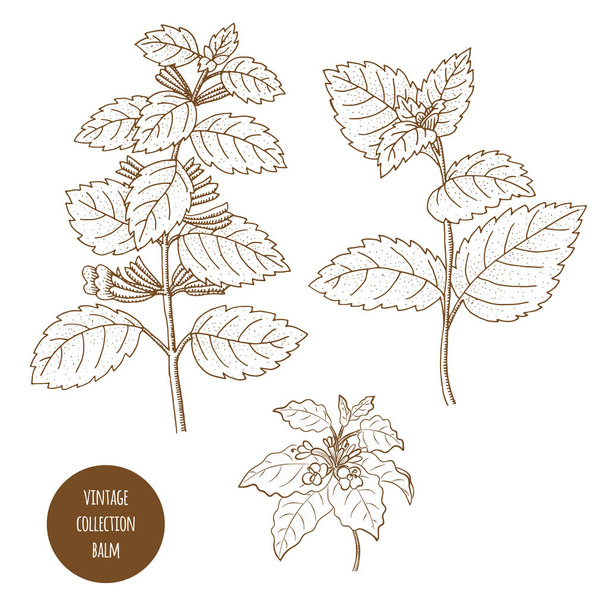 Balm. Vector hand drawn set of cosmetic herbs isolated on white  - Vektori, kuva