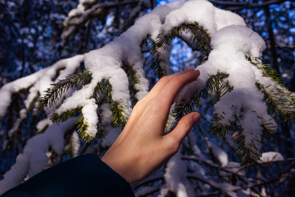 Snow covered spruce branch. A female hand touches the branch. The concept of cooling, winter, harmony of nature and man, solitude, relaxation from the bustle of the city. - Foto, immagini