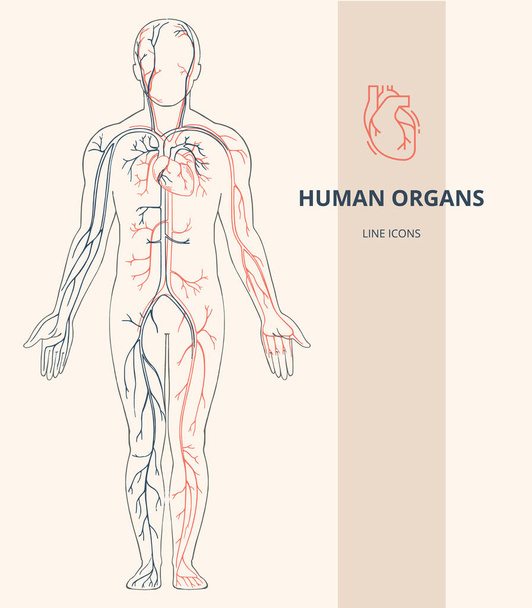 人間の臓器の構造の人体解剖学的情報学. - ベクター画像