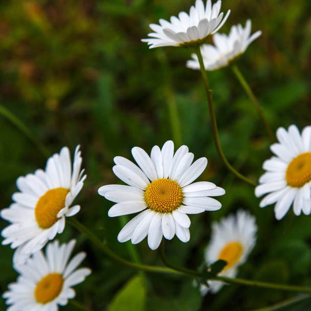 Field of blooming daisies, blurred green background. - Foto, afbeelding