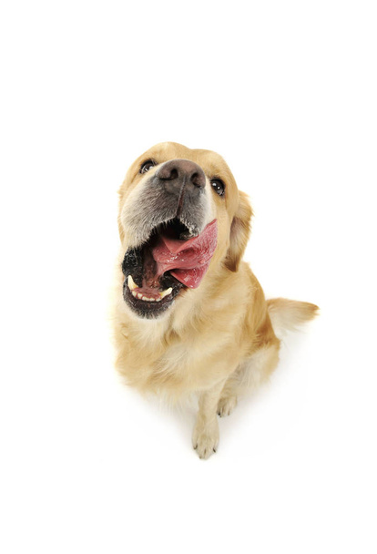 Studyjne ujęcie cudownego labradora retrievera - Zdjęcie, obraz
