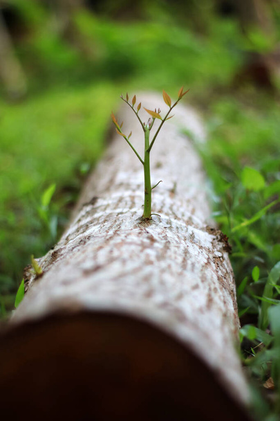 Árvores que tentam regenerar a partir de pedaços de madeira
 - Foto, Imagem