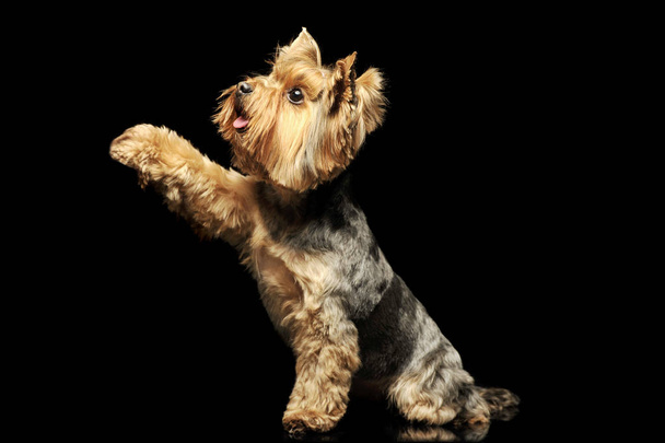 Studio shot of and adorable Yorkshire Terrier - Foto, imagen