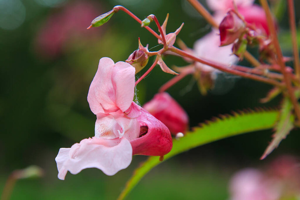 Blooming pink Impatiens Glandulifera, closeup. - Photo, Image
