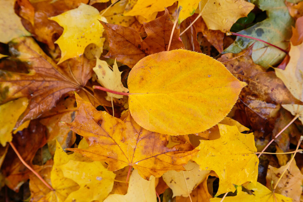 Ground covered with colourful autumn leaves - Valokuva, kuva