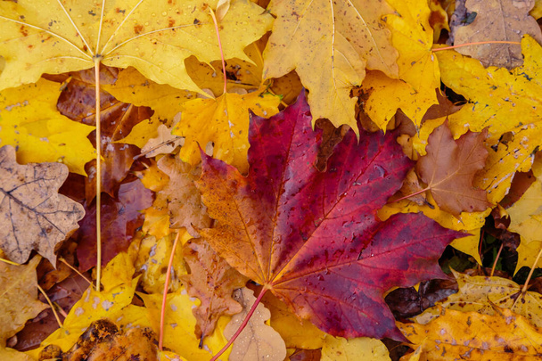 Sol recouvert de feuilles d'automne colorées
 - Photo, image